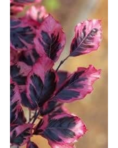 Бук лісовий Пурпуреа Триколор | Fagus sylvatica Purpurea Tricolor | Бук лесной Атропуницеа Пурпуреа