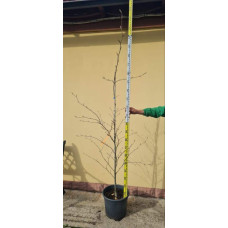 Бук лісовий Пурпуреа Триколор | Fagus sylvatica Purpurea Tricolor | Бук лесной Атропуницеа Пурпуреа
