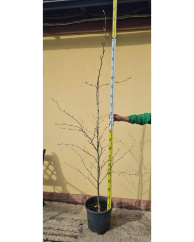 Бук лісовий Пурпуреа Триколор | Fagus sylvatica Purpurea Tricolor | Бук лесной Атропуницеа Пурпуреа