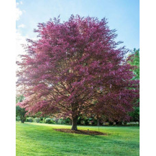 Бук лісовий Пурпуреа Триколор | Fagus sylvatica Purpurea Tricolor | Бук лесной Атропуницеа Пурпуреа