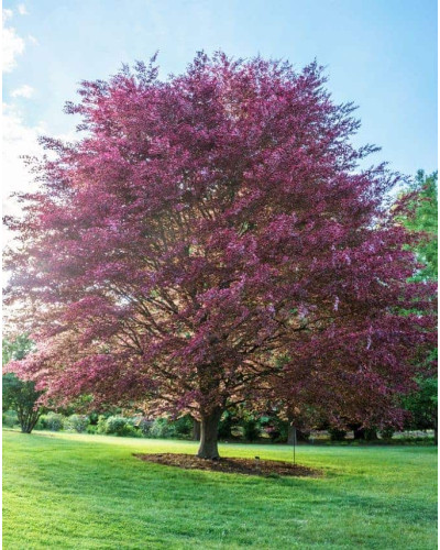 Бук лісовий Пурпуреа Триколор | Fagus sylvatica Purpurea Tricolor | Бук лесной Атропуницеа Пурпуреа
