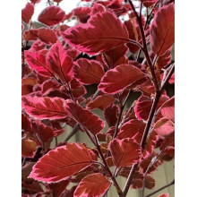 Бук лісовий Пурпуреа Триколор | Fagus sylvatica Purpurea Tricolor | Бук лесной Атропуницеа Пурпуреа