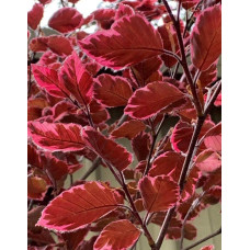 Бук лісовий Пурпуреа Триколор | Fagus sylvatica Purpurea Tricolor | Бук лесной Атропуницеа Пурпуреа
