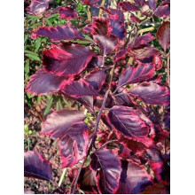 Бук лісовий Пурпуреа Триколор | Fagus sylvatica Purpurea Tricolor | Бук лесной Атропуницеа Пурпуреа