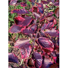 Бук лісовий Пурпуреа Триколор | Fagus sylvatica Purpurea Tricolor | Бук лесной Атропуницеа Пурпуреа