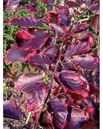 Бук лісовий Пурпуреа Триколор | Fagus sylvatica Purpurea Tricolor | Бук лесной Атропуницеа Пурпуреа