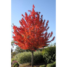 Клен червоний Феєрв’ю Флейм / Клен червоний | Acer rubrum Fairview Flame | Клён красный Фэрвью Флейм / Клён красный