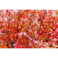 Клен червоний Феєрв’ю Флейм / Клен червоний | Acer rubrum Fairview Flame | Клён красный Фэрвью Флейм / Клён красный
