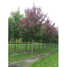 Клен червоний Феєрв’ю Флейм / Клен червоний | Acer rubrum Fairview Flame | Клён красный Фэрвью Флейм / Клён красный