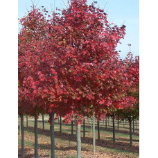 Клен червоний Феєрв’ю Флейм / Клен червоний | Acer rubrum Fairview Flame | Клён красный Фэрвью Флейм / Клён красный