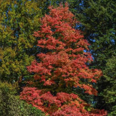 Клен червоний Феєрв’ю Флейм / Клен червоний | Acer rubrum Fairview Flame | Клён красный Фэрвью Флейм / Клён красный