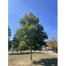 Клен червоний Феєрв’ю Флейм / Клен червоний | Acer rubrum Fairview Flame | Клён красный Фэрвью Флейм / Клён красный