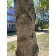 Клен червоний Феєрв’ю Флейм / Клен червоний | Acer rubrum Fairview Flame | Клён красный Фэрвью Флейм / Клён красный