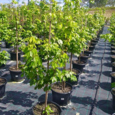 Клен червоний Феєрв’ю Флейм / Клен червоний | Acer rubrum Fairview Flame | Клён красный Фэрвью Флейм / Клён красный