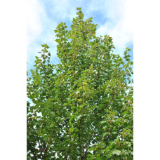 Клен червоний Феєрв’ю Флейм / Клен червоний | Acer rubrum Fairview Flame | Клён красный Фэрвью Флейм / Клён красный