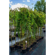 Верба цільнолиста Пендула (штамб) | Salix integra Pendula (shtambe) | Ива цельнолистная Пендула (штамб)