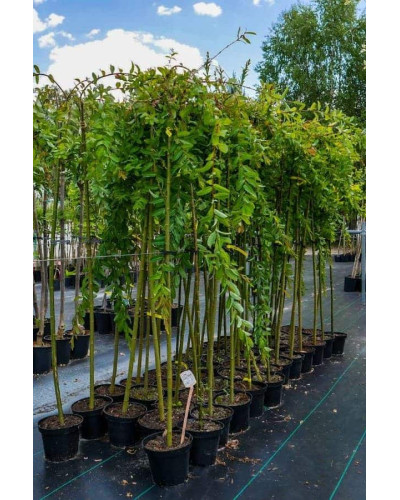 Верба цільнолиста Пендула (штамб) | Salix integra Pendula (shtambe) | Ива цельнолистная Пендула (штамб)