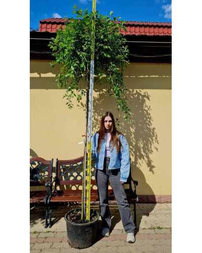 Верба цільнолиста Пендула (штамб) | Salix integra Pendula (shtambe) | Ива цельнолистная Пендула (штамб)