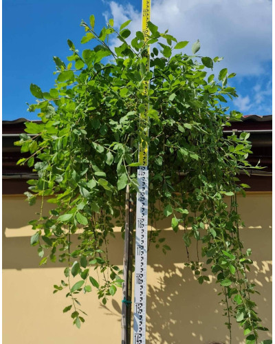 Верба цільнолиста Пендула (штамб) | Salix integra Pendula (shtambe) | Ива цельнолистная Пендула (штамб)