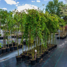 Верба цільнолиста Пендула (штамб) | Salix integra Pendula (shtambe) | Ива цельнолистная Пендула (штамб)