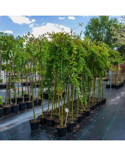 Верба цільнолиста Пендула (штамб) | Salix integra Pendula (shtambe) | Ива цельнолистная Пендула (штамб)