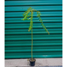 Верба цільнолиста Пендула (штамб) | Salix integra Pendula (shtambe) | Ива цельнолистная Пендула (штамб)