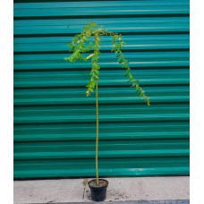 Верба цільнолиста Пендула (штамб) | Salix integra Pendula (shtambe) | Ива цельнолистная Пендула (штамб)