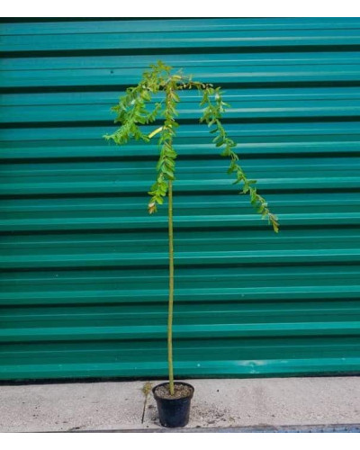 Верба цільнолиста Пендула (штамб) | Salix integra Pendula (shtambe) | Ива цельнолистная Пендула (штамб)