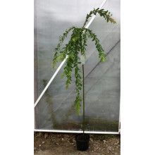 Верба цільнолиста Пендула (штамб) | Salix integra Pendula (shtambe) | Ива цельнолистная Пендула (штамб)