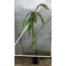 Верба цільнолиста Пендула (штамб) | Salix integra Pendula (shtambe) | Ива цельнолистная Пендула (штамб)