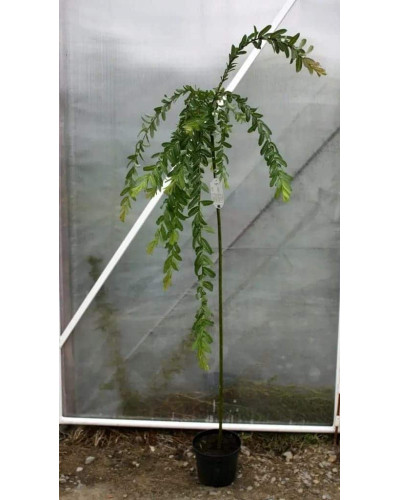 Верба цільнолиста Пендула (штамб) | Salix integra Pendula (shtambe) | Ива цельнолистная Пендула (штамб)