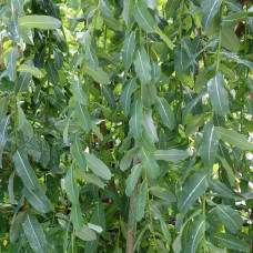 Верба цільнолиста Пендула (штамб) | Salix integra Pendula (shtambe) | Ива цельнолистная Пендула (штамб)