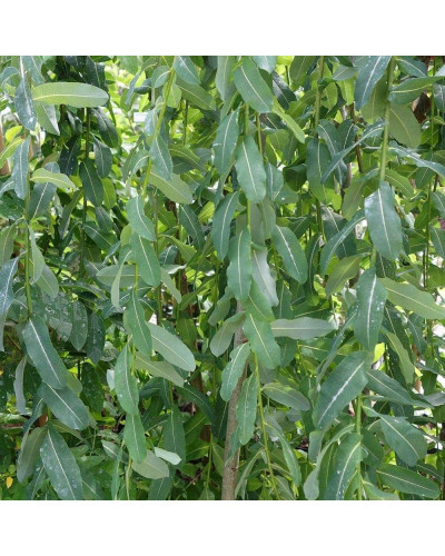 Верба цільнолиста Пендула (штамб) | Salix integra Pendula (shtambe) | Ива цельнолистная Пендула (штамб)