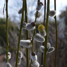 Верба цільнолиста Пендула (штамб) | Salix integra Pendula (shtambe) | Ива цельнолистная Пендула (штамб)
