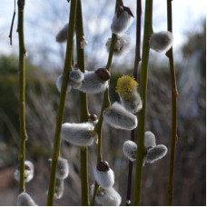 Верба цільнолиста Пендула (штамб) | Salix integra Pendula (shtambe) | Ива цельнолистная Пендула (штамб)