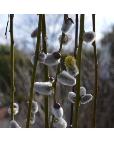 Верба цільнолиста Пендула (штамб) | Salix integra Pendula (shtambe) | Ива цельнолистная Пендула (штамб)