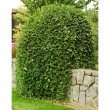 Верба цільнолиста Пендула (штамб) | Salix integra Pendula (shtambe) | Ива цельнолистная Пендула (штамб)
