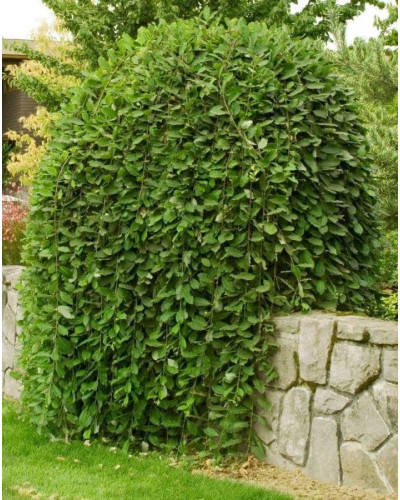 Верба цільнолиста Пендула (штамб) | Salix integra Pendula (shtambe) | Ива цельнолистная Пендула (штамб)