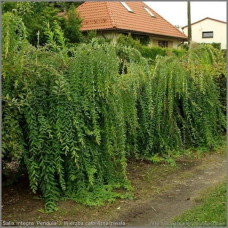 Верба цільнолиста Пендула (штамб) | Salix integra Pendula (shtambe) | Ива цельнолистная Пендула (штамб)