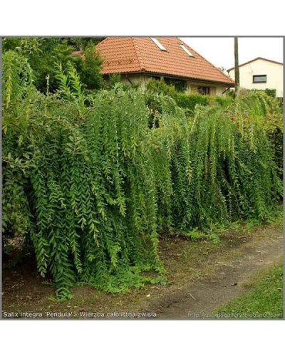 Верба цільнолиста Пендула (штамб) | Salix integra Pendula (shtambe) | Ива цельнолистная Пендула (штамб)
