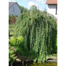 Верба цільнолиста Пендула (штамб) | Salix integra Pendula (shtambe) | Ива цельнолистная Пендула (штамб)
