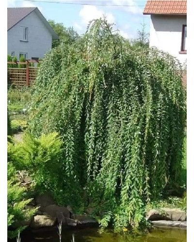 Верба цільнолиста Пендула (штамб) | Salix integra Pendula (shtambe) | Ива цельнолистная Пендула (штамб)