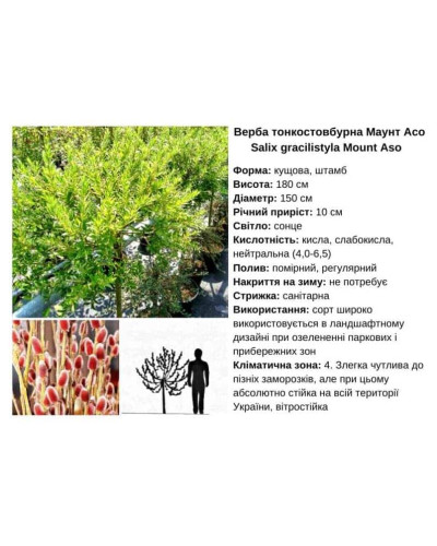 Верба тонкостовбурова Маунт Асо (штамб) | Salix gracilistyla Mount Aso (shtamb) | Ива тонкоствольная Маун Асо (штамб)