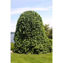В`яз / ільм / берест шорсткий Пендула| Ulmus glabra Pendula | Вяз / ильм / берест шершавый Пендула