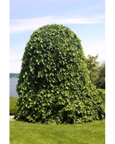 В`яз / ільм / берест шорсткий Пендула| Ulmus glabra Pendula | Вяз / ильм / берест шершавый Пендула