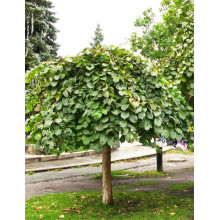 В`яз / ільм / берест шорсткий Пендула| Ulmus glabra Pendula | Вяз / ильм / берест шершавый Пендула