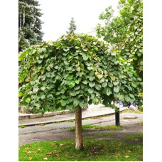 В`яз / ільм / берест шорсткий Пендула| Ulmus glabra Pendula | Вяз / ильм / берест шершавый Пендула