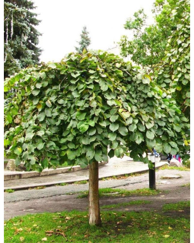 В`яз / ільм / берест шорсткий Пендула| Ulmus glabra Pendula | Вяз / ильм / берест шершавый Пендула