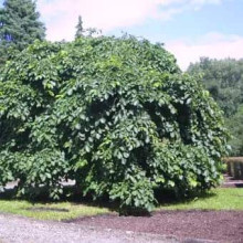 В`яз / ільм / берест шорсткий Пендула| Ulmus glabra Pendula | Вяз / ильм / берест шершавый Пендула