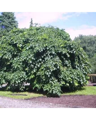 В`яз / ільм / берест шорсткий Пендула| Ulmus glabra Pendula | Вяз / ильм / берест шершавый Пендула